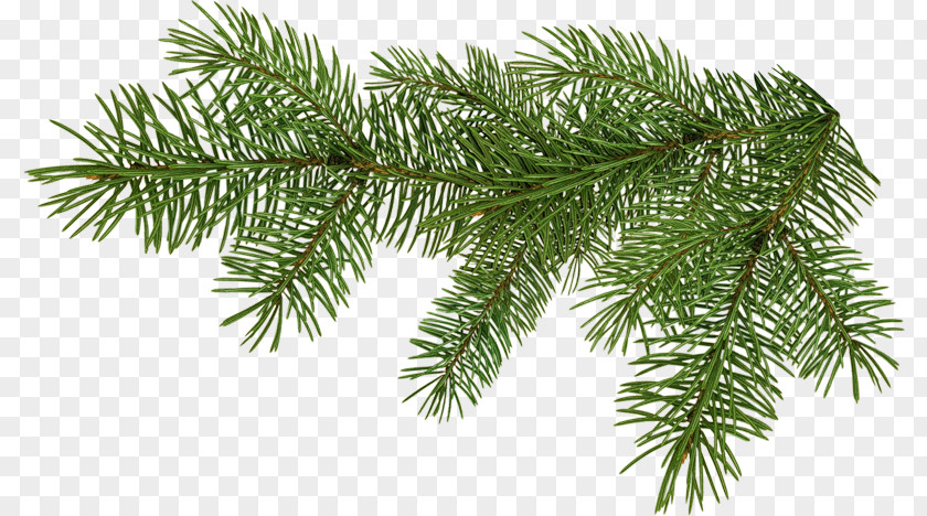 Tree Conifers Spruce Clip Art PNG
