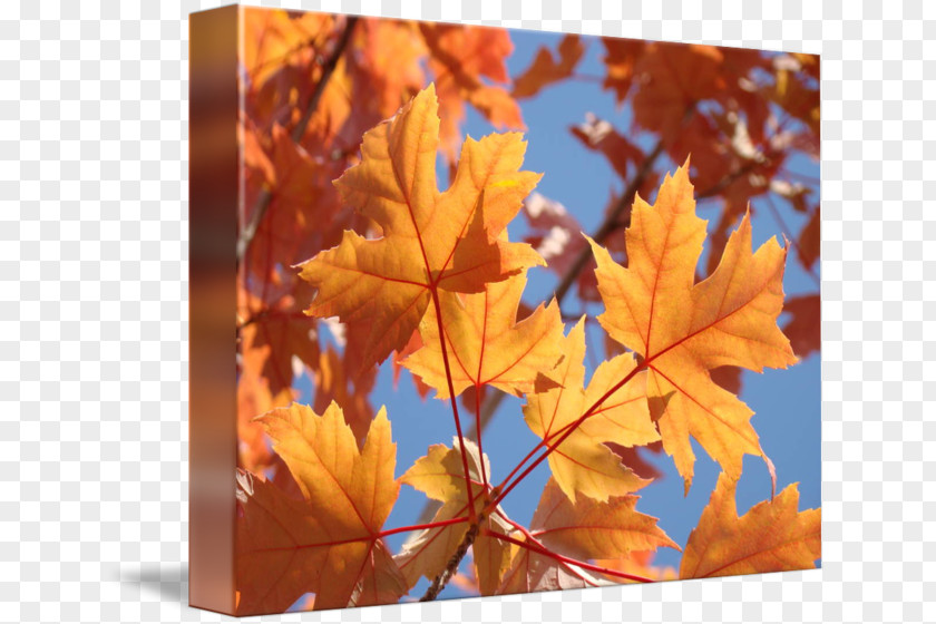 Autumn Sky Zazzle Greeting & Note Cards Post Paper Wedding Invitation PNG