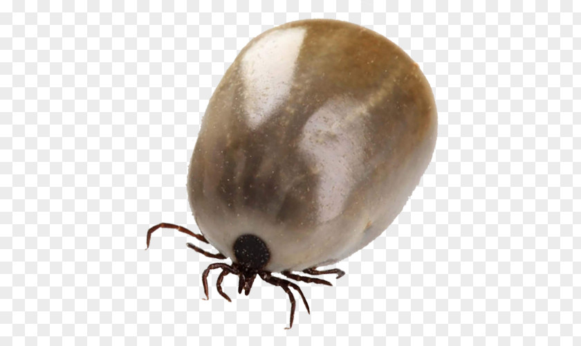Insect Louse Tick Mosquito Acari PNG