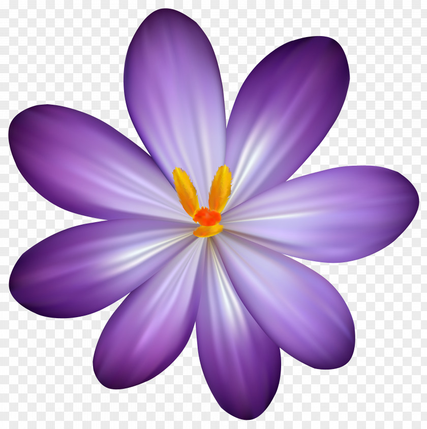 Purple Crocus Flower Clipart Image Clip Art PNG