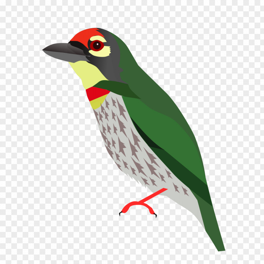 Toucan Beak Piciformes Animal PNG