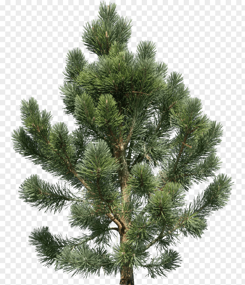 Fir-Tree Image Fir Pine Tree PNG