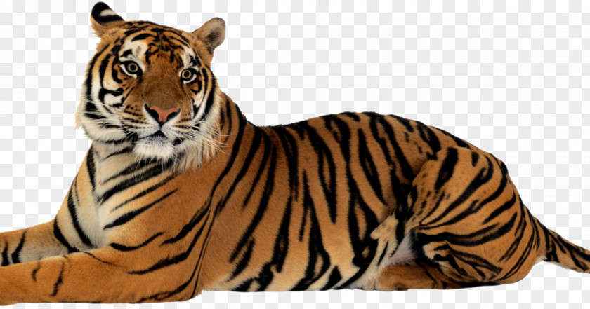 Lion Felidae Bengal Tiger Clip Art PNG