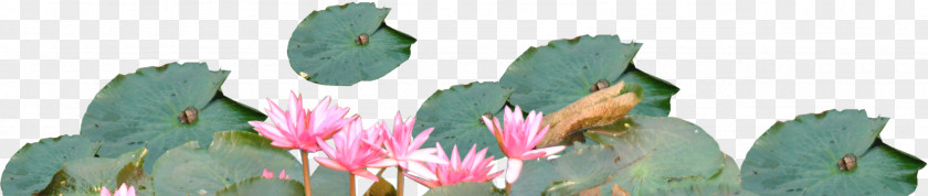 Lotus Floral Design Cut Flowers Leaf PNG