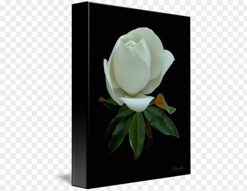 Magnolia Buds Still Life Photography Gardenia Family Cut Flowers PNG