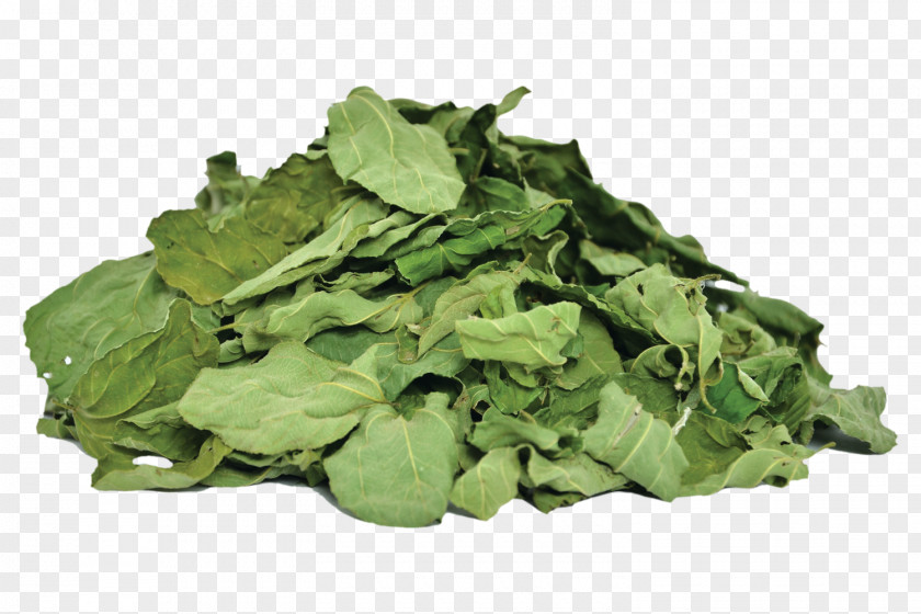 Ziziphus Spina Spina-christi Medicinal Plants Leaf Cedar PNG