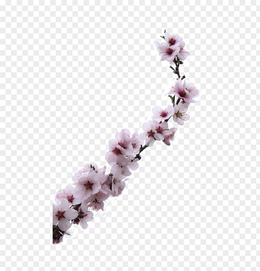 Blooming Apricot Flowers Almond Blossoms Flower PNG