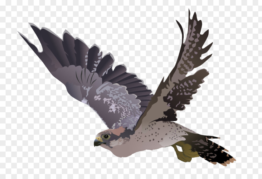 Falcon Clip Art PNG