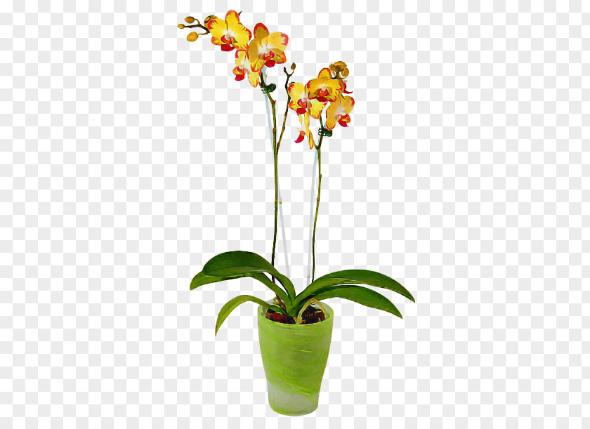 Flower Plant Moth Orchid Flowerpot Houseplant PNG