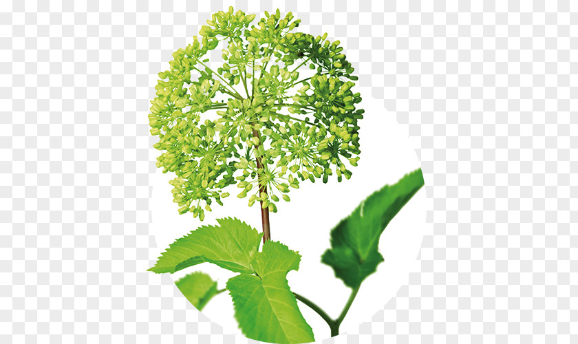 Herb Plant Parsley Angelica Archangelica Iberogast Medicinal Plants PNG