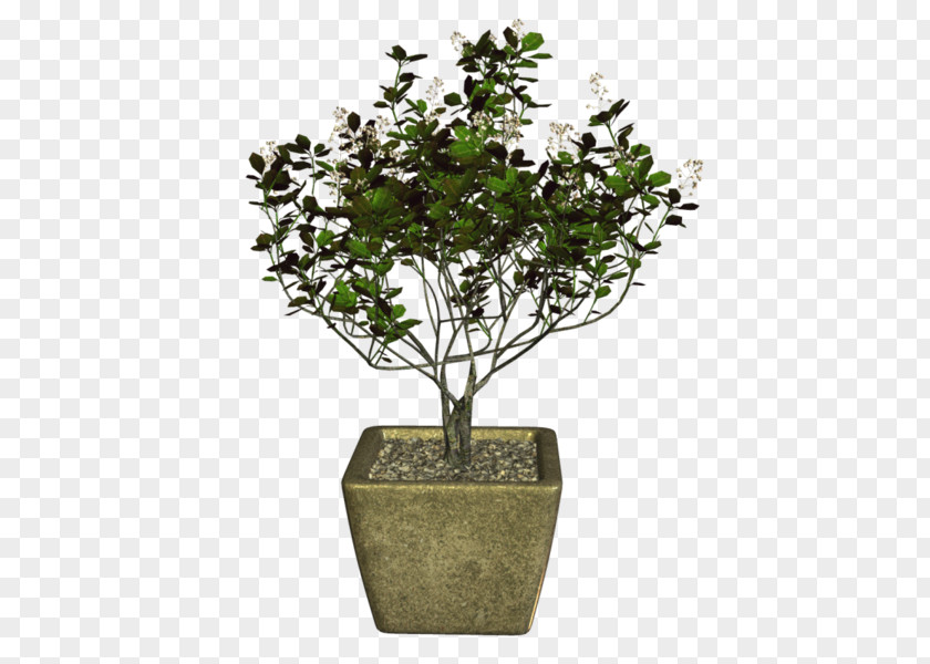 Tree Sageretia Theezans Olive Bonsai Plant PNG