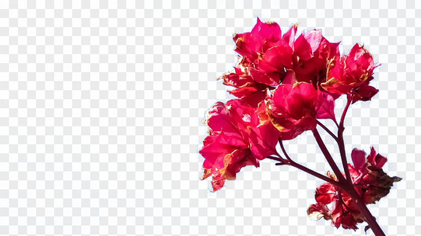 A Purple Plum Out Of The Wall To Floral Design Magenta Red Flower PNG