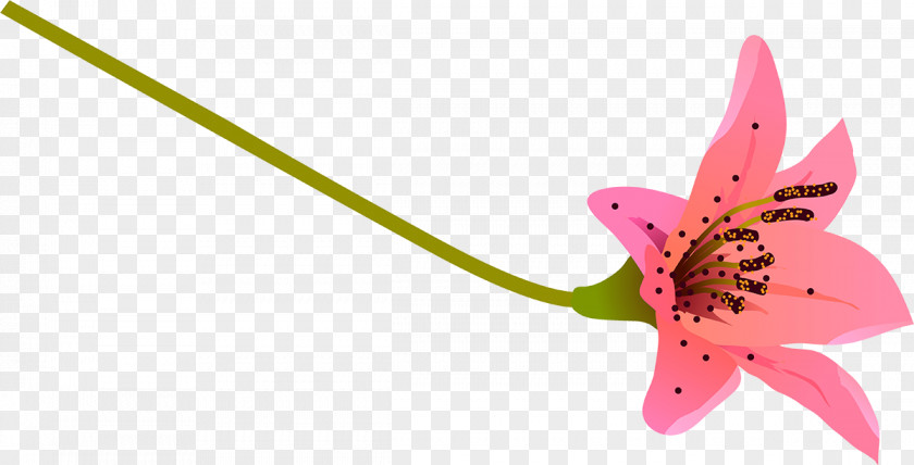 Butterfly Pink M Flowering Plant Stem PNG