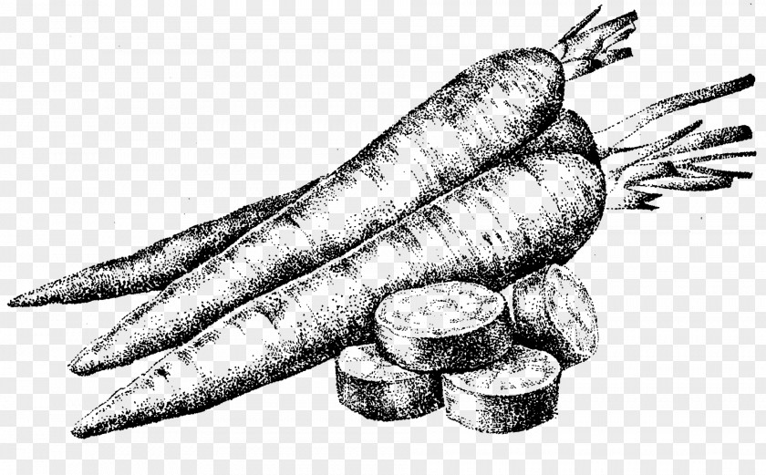 Carrot Plant Cartoon PNG