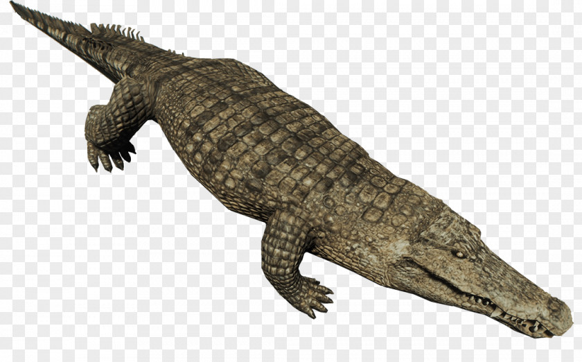 Deer Crocodiles Nile Crocodile American Alligator Animal PNG
