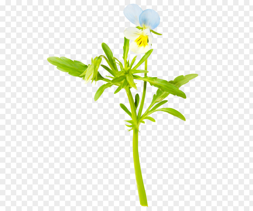 Flower Plant Pedicel Stem Petal PNG