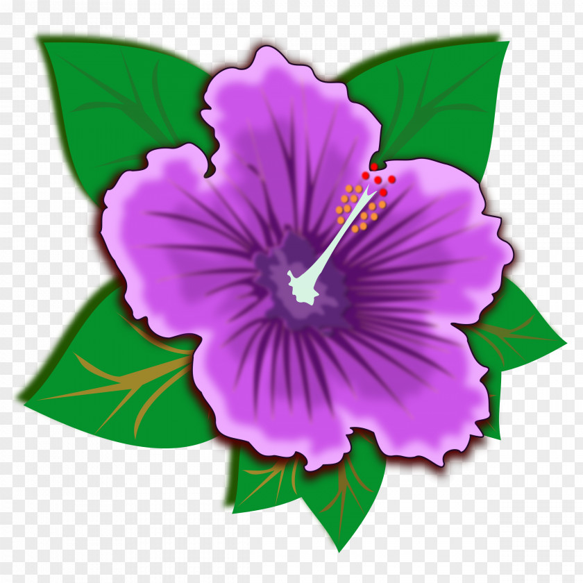 Flower Spider Hibiscus Shoeblackplant Clip Art PNG