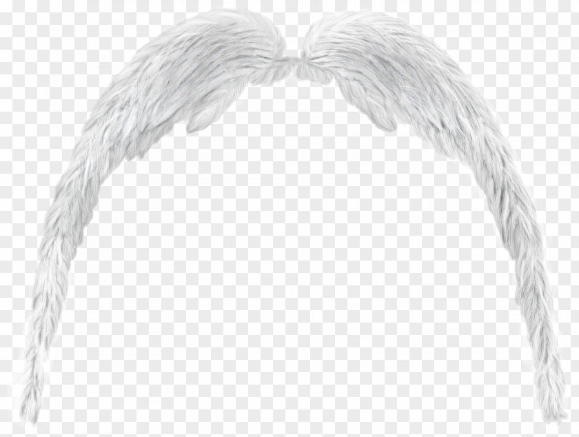 Maximo Angel Wing Butterfly PNG