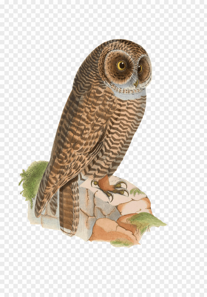Owls Bird Rufous-legged Owl Drawing Eastern Screech PNG