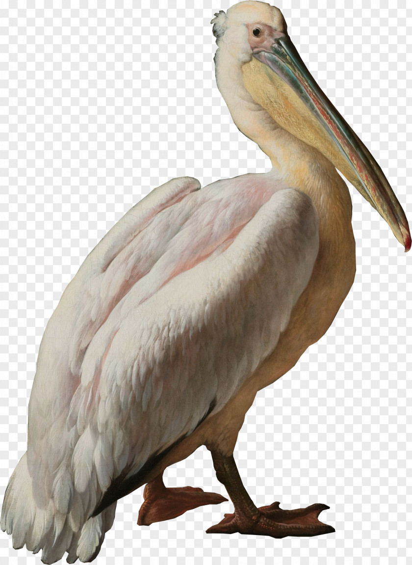 Pelican Seabird Pelecaniformes Water Bird PNG