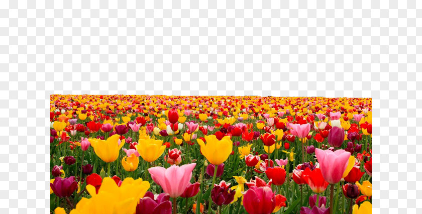 Tulip Computer File PNG