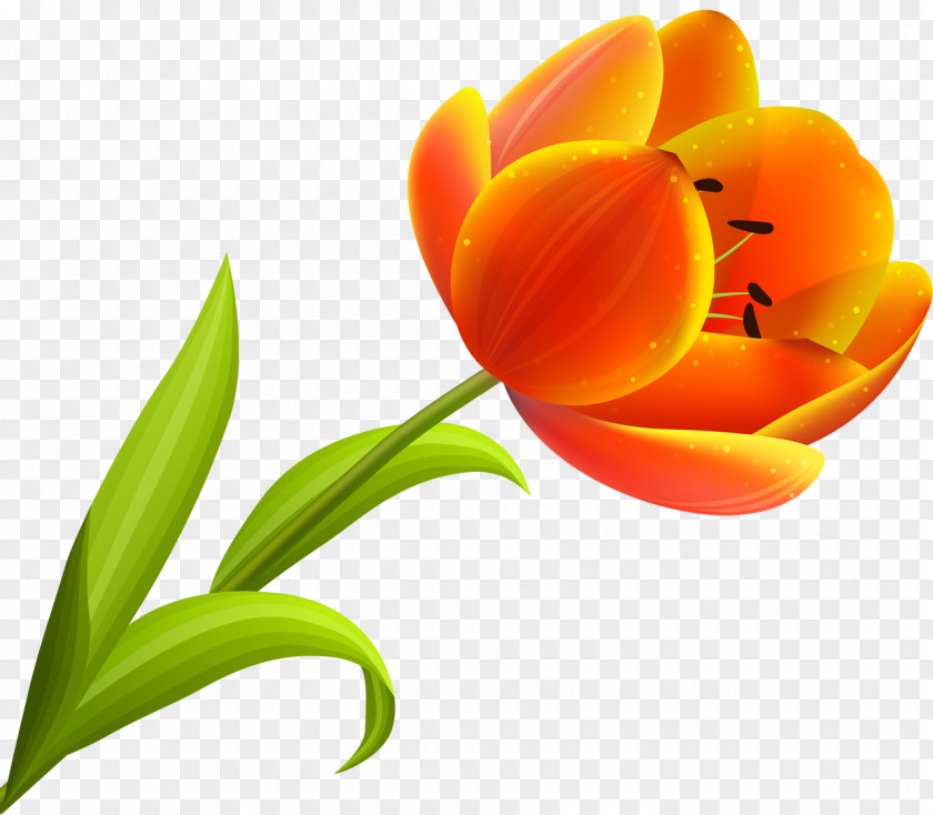 Tulip Flower Blossom Petal Orange PNG