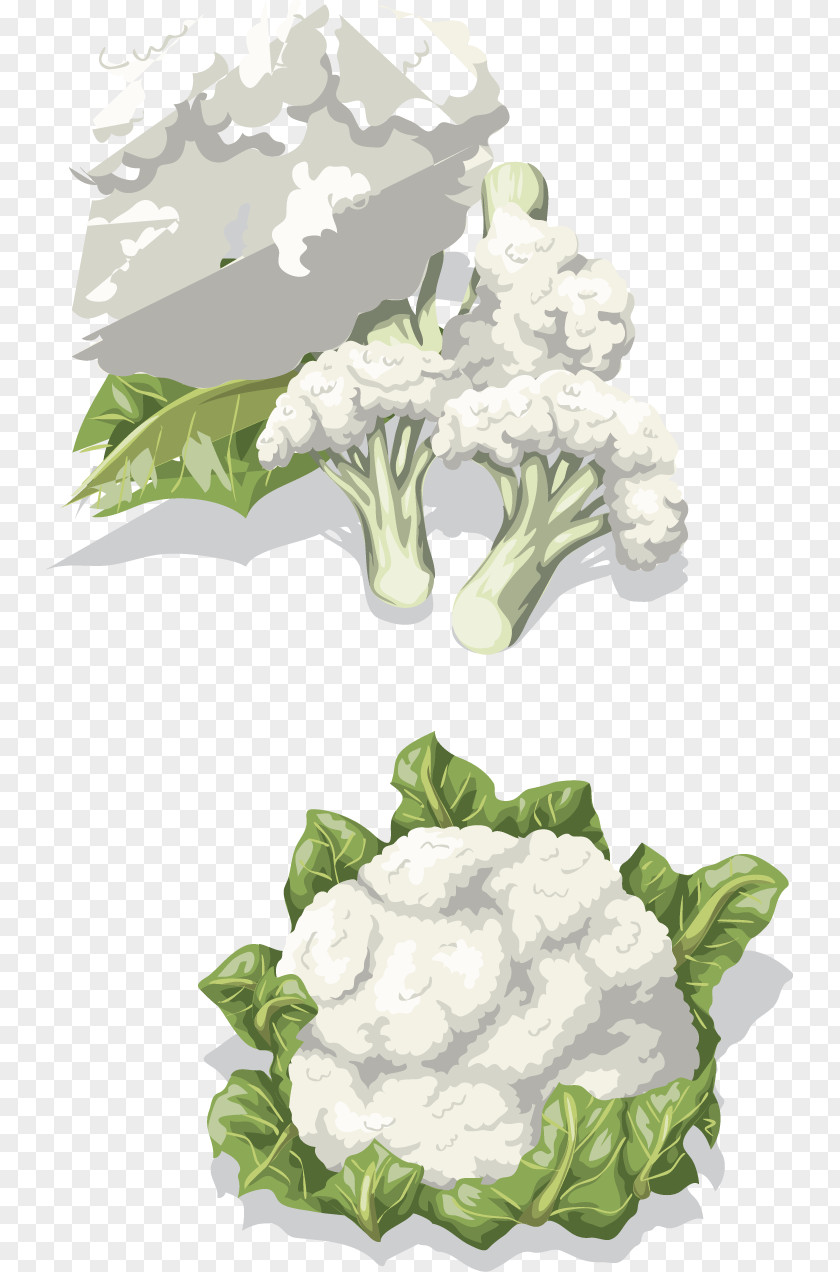 Vector Creative Design Diagram Vegetables Cauliflower Vegetable Drawing Clip Art PNG