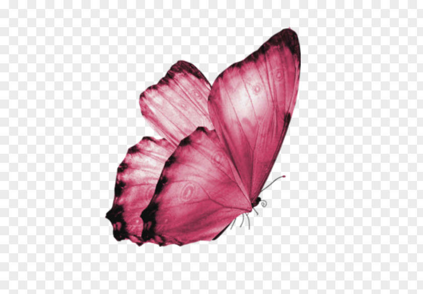 Butterfly PNG