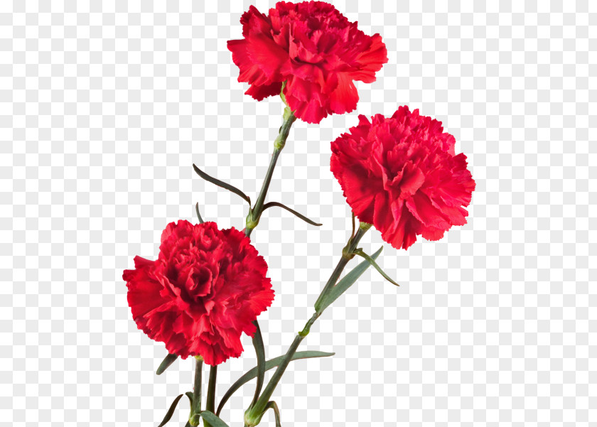 Carnation Cut Flowers Plant Stem Petal PNG