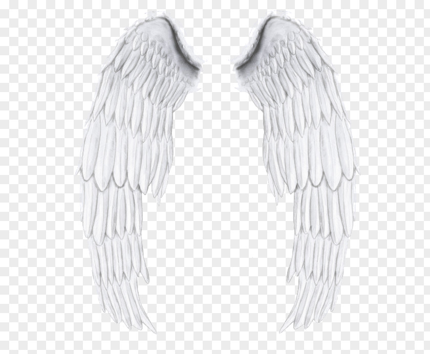 Feather PNG