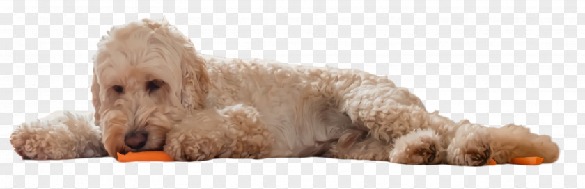 Labradoodle Glen Of Imaal Terrier Dog Breed Cockapoo Toy Poodle PNG