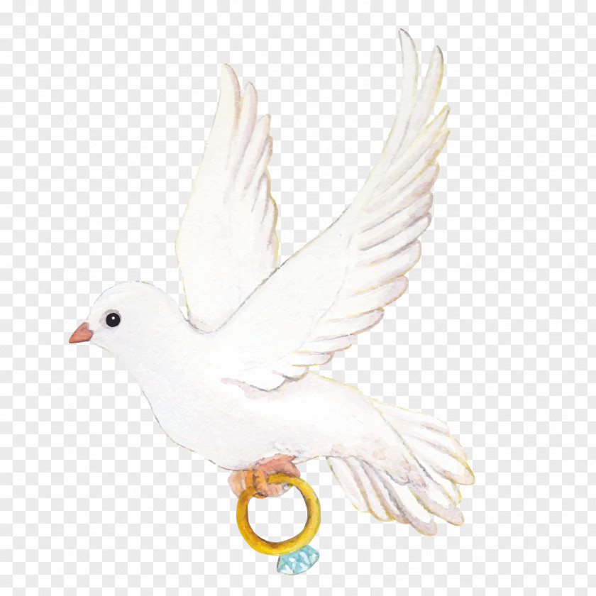 Vector Love Pigeons Wedding Ring Icon PNG