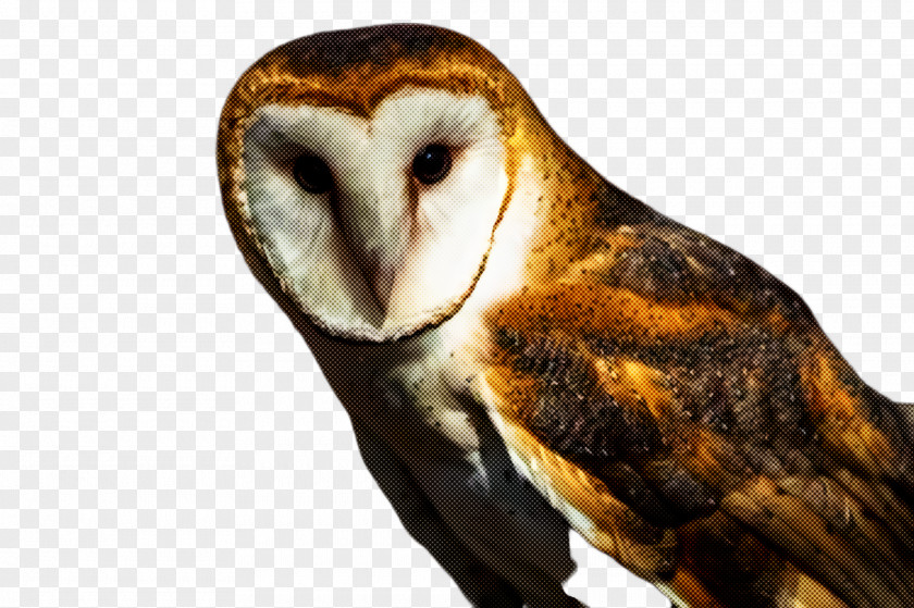 Wildlife Bird Of Prey Barn Owl Beak PNG