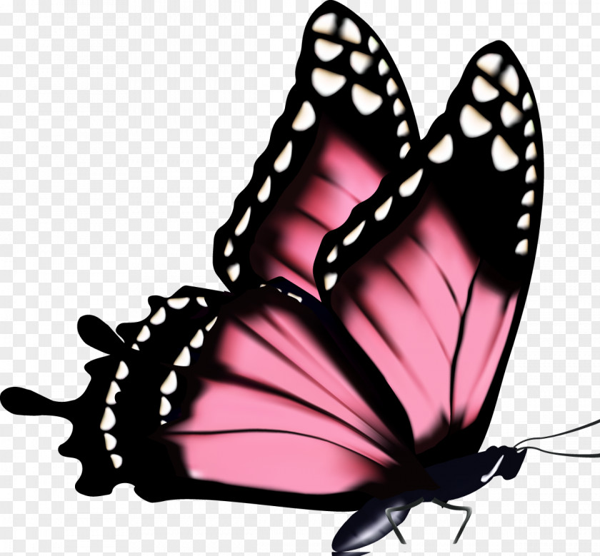 Butterfly Magnolia Flower Royalty-free Drawing PNG