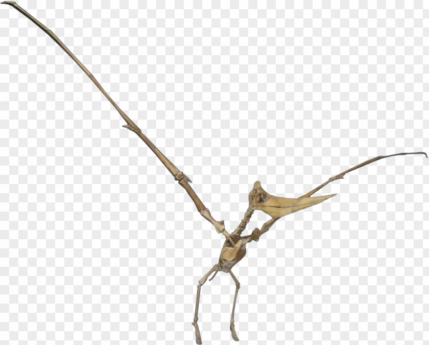 Dinosaur Pteranodon ARK: Survival Evolved Niobrara Formation Geosternbergia PNG