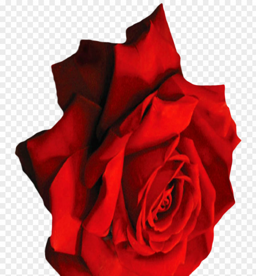 Elegant Card Garden Roses Cut Flowers Petal PNG