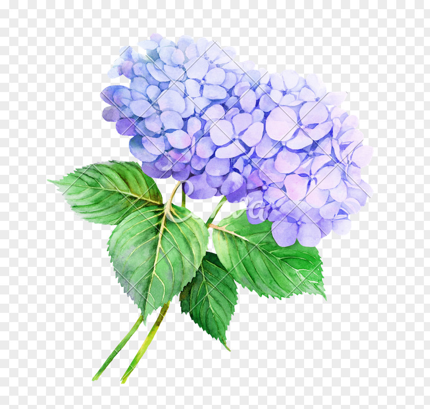 Flower Hydrangea Watercolor Painting Illustration Stock Photography PNG