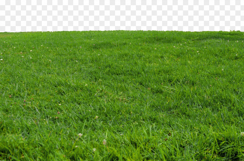 Grass Lawn Download Clip Art PNG