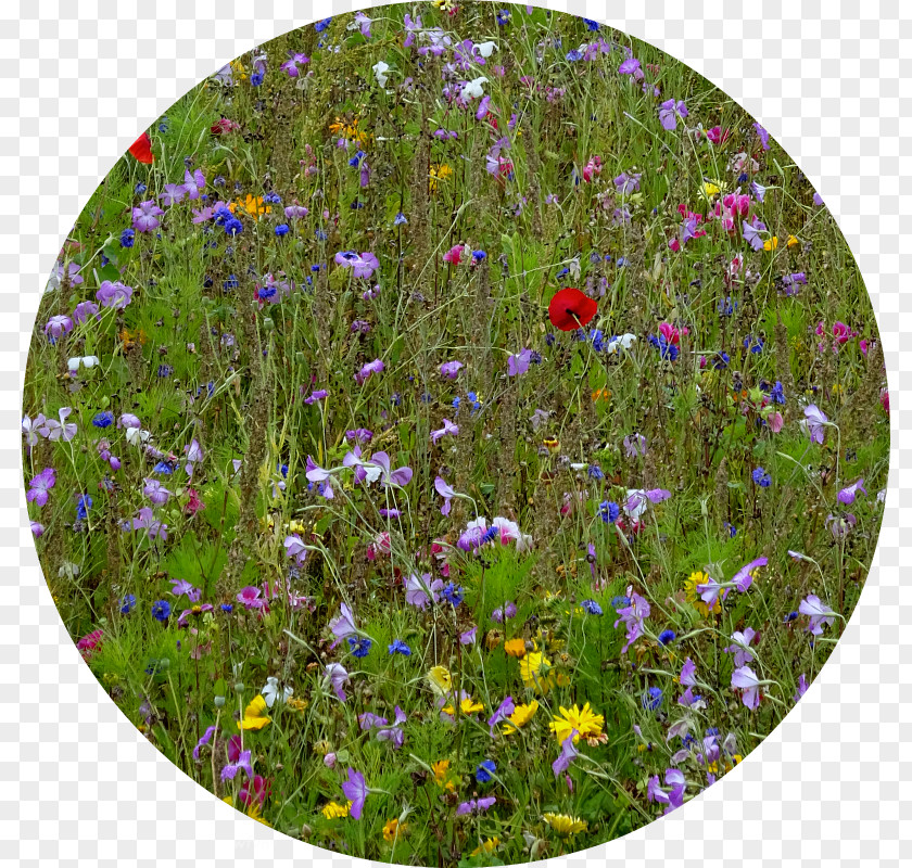 Heavenly Blue Morning Glory Purple Wildflower PNG