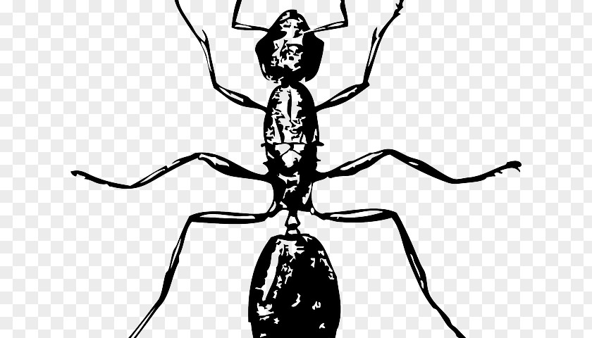 Insect Ant Drawing Image Clip Art PNG