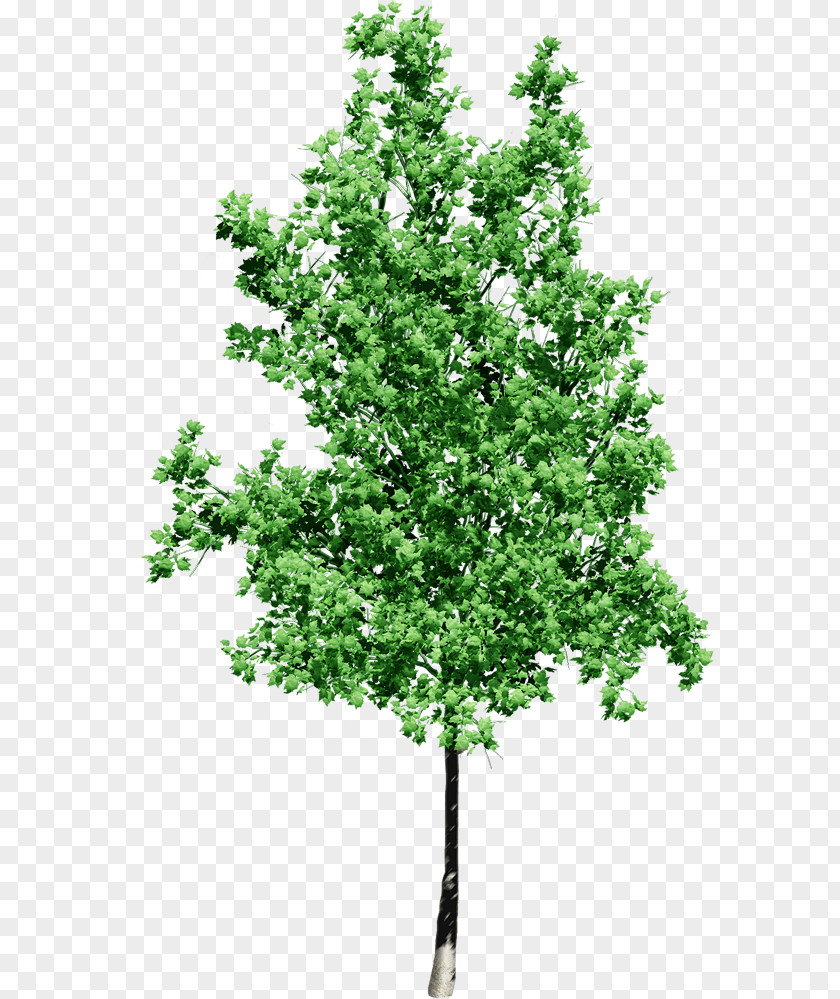 Leaves Watercolor Tree Alpha Compositing Clip Art PNG