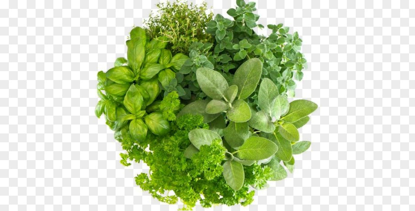 Spices Herbs Herbal Tea Masala Chai Health Basil PNG