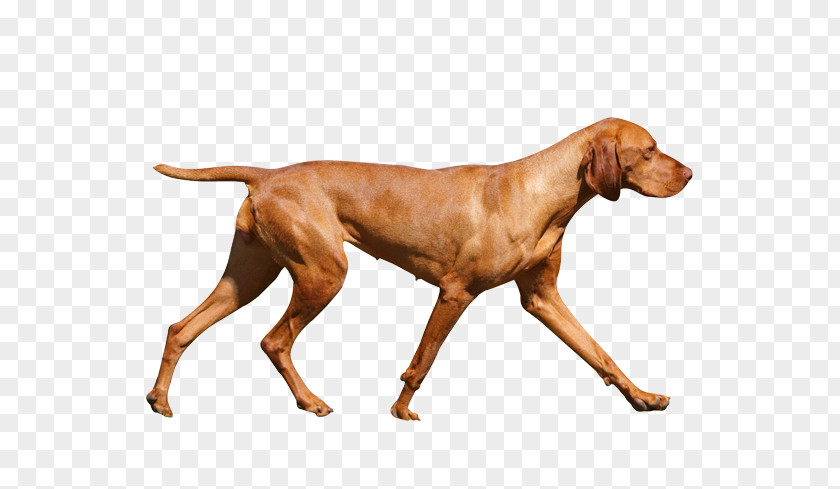 Wirehaired Vizsla Redbone Coonhound Dog Breed Hunting PNG
