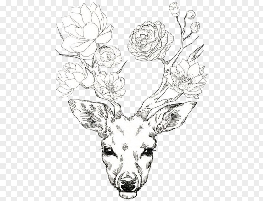 Deer Antler Drawing Flower Elk PNG