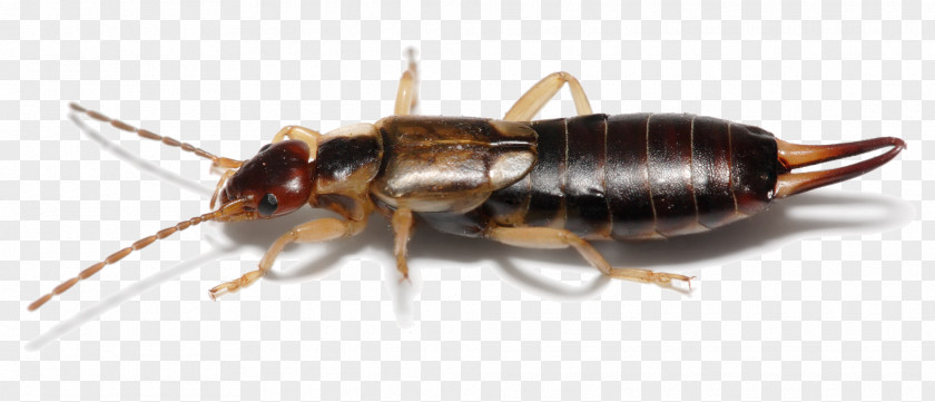 Scenery Forficula Auricularia Insect Wing Earwig PNG