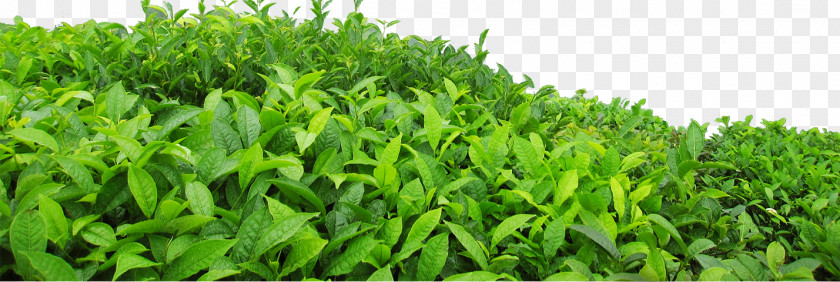 Tea Green Leaf PNG