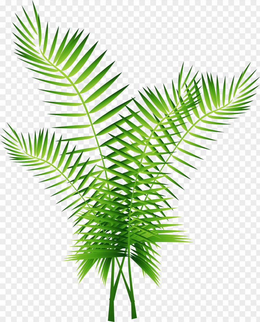 Vector Green Palm Tree Decoration Arecaceae Euclidean Computer File PNG