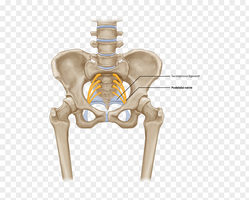 Greater Trochanteric Pain Syndrome Bursitis Quadratus Lumborum Muscle Synovial Bursa Hip PNG