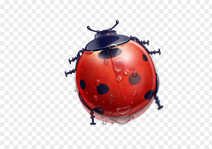 Ladybug Ladybird Cartoon Download PNG