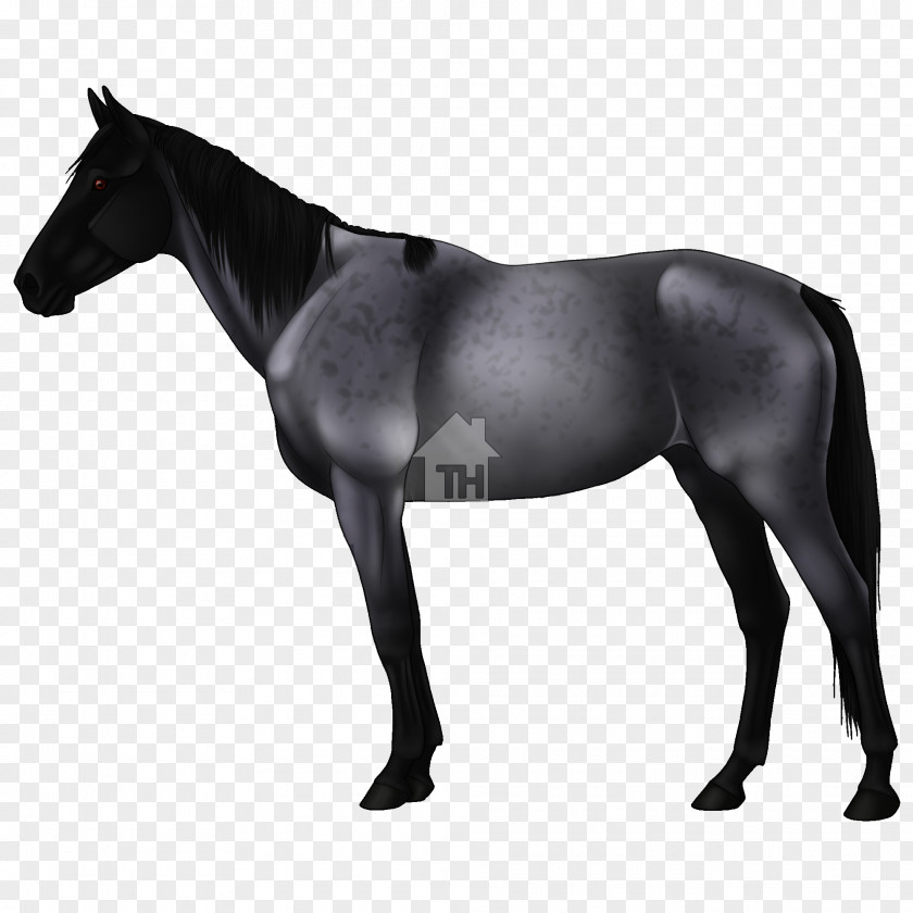 Mustang Appaloosa Akhal-Teke Arabian Horse Mane PNG
